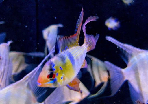 Schmetterlingsbuntbarsch "naturfarben lyratail / Schleier" - Mikrogeophagus ramirezi