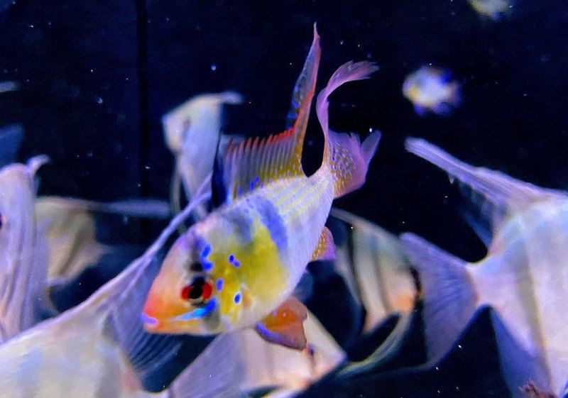 Schmetterlingsbuntbarsch "naturfarben lyratail / Schleier" - Mikrogeophagus ramirezi