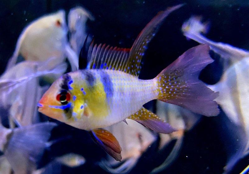Schmetterlingsbuntbarsch "naturfarben lyratail / Schleier" - Mikrogeophagus ramirezi