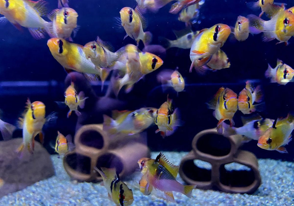 Schmetterlingsbuntbarsch NATURFORM - Mikrogeophagus ramirezi