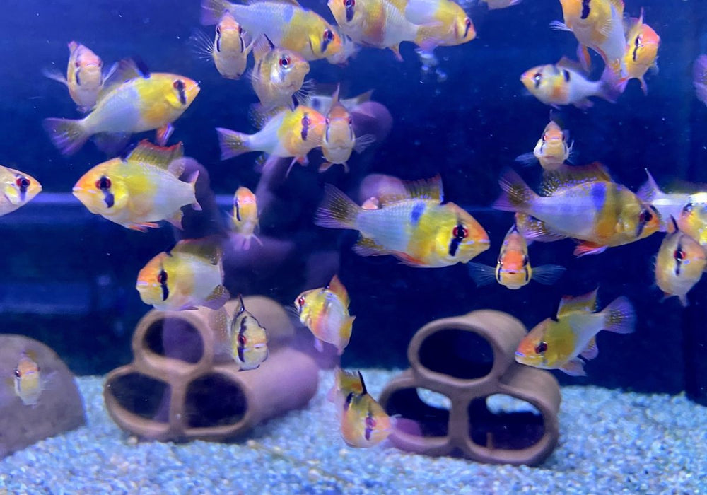 Schmetterlingsbuntbarsch NATURFORM - Mikrogeophagus ramirezi