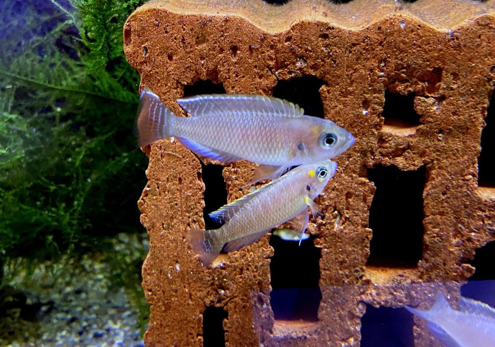 NEU - Schneckenbuntbarsch gebändert - Neolamprologus brevis