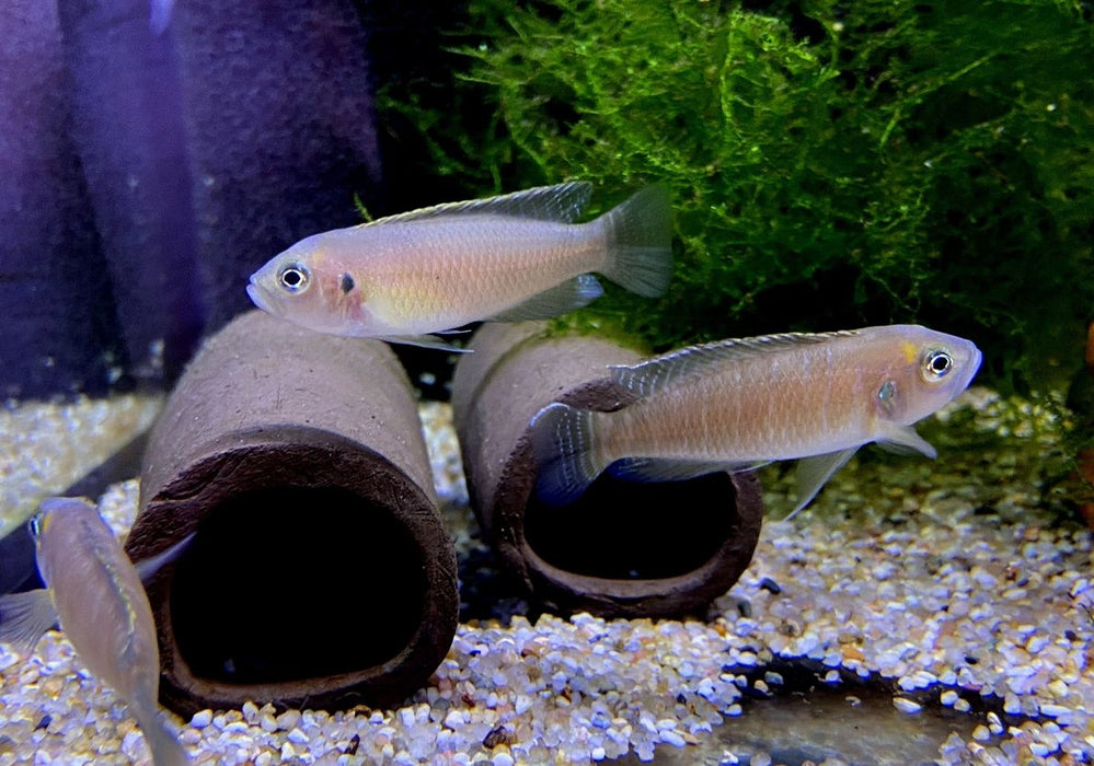 NEU - Schneckenbuntbarsch gebändert - Neolamprologus brevis
