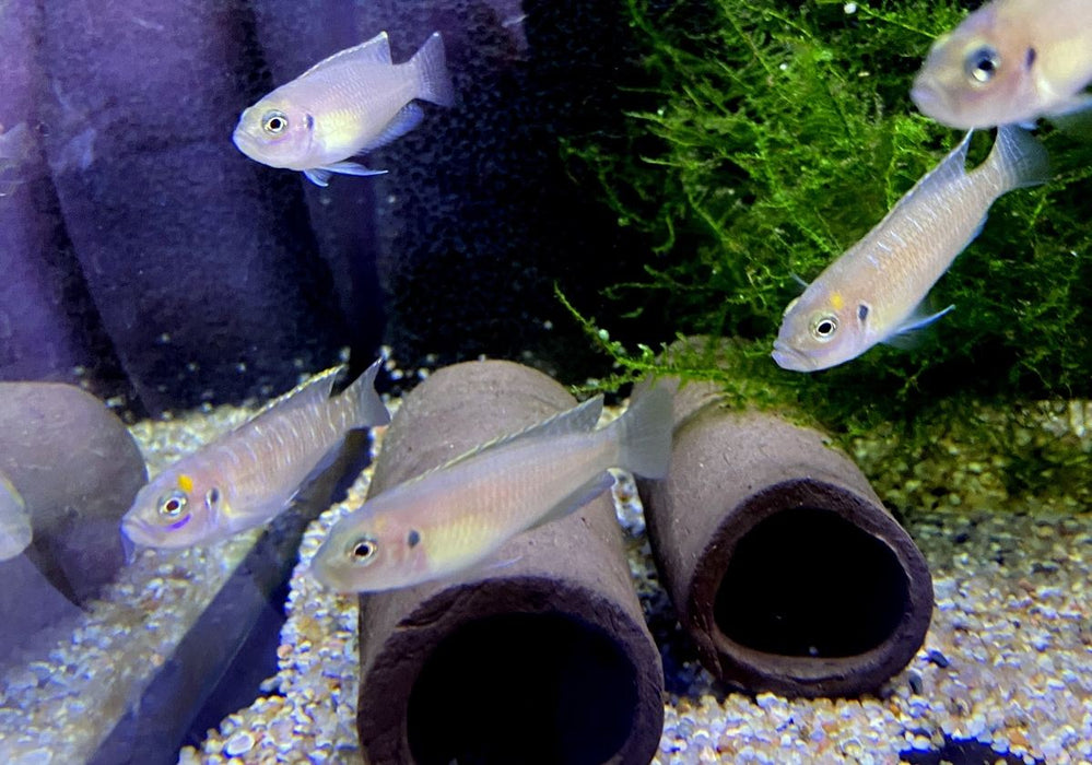 NEU - Schneckenbuntbarsch gebändert - Neolamprologus brevis