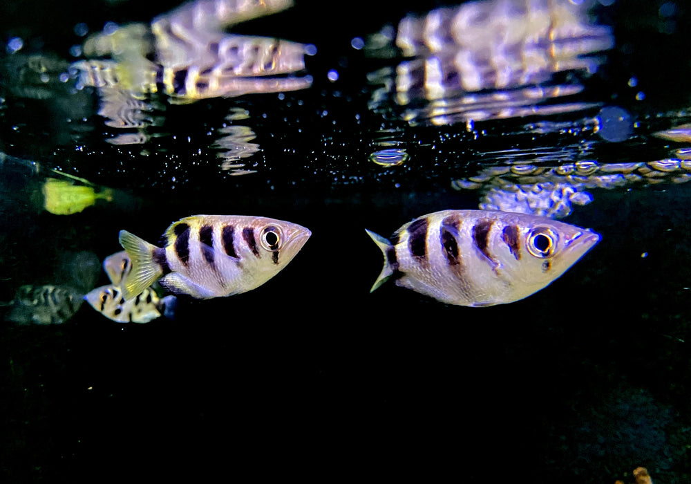 Schützenfisch - Toxotes jaculatrix