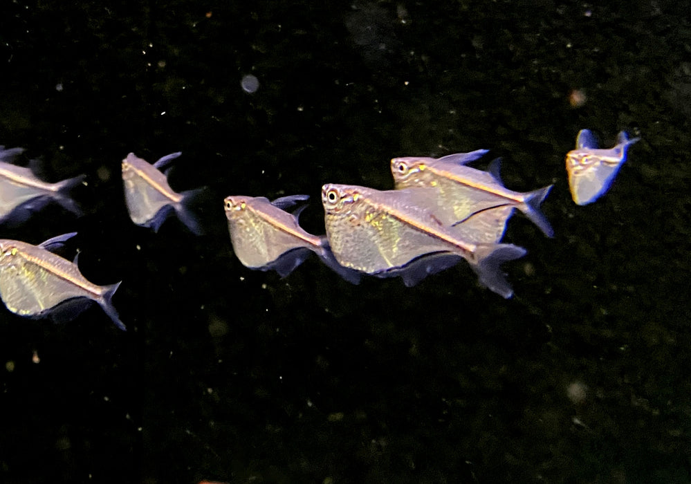 Schwarzschwingen-Beilbauch - Carnegiella marthae