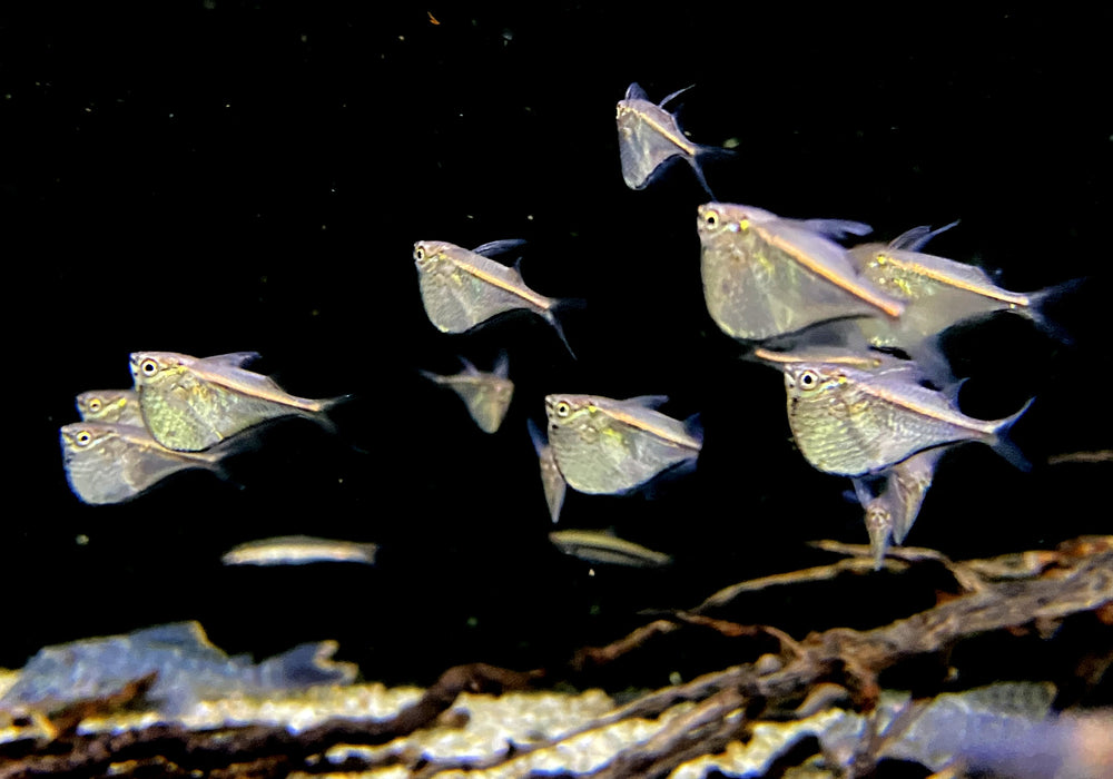 Schwarzschwingen-Beilbauch - Carnegiella marthae