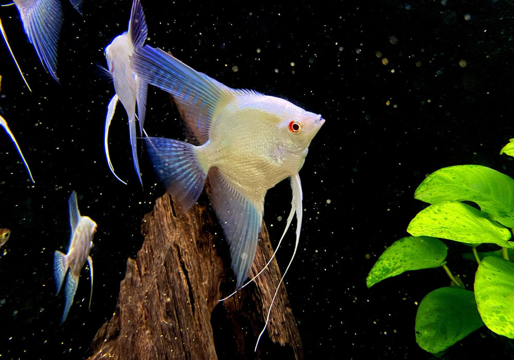 Sealpoint-Skalar 'Platinum' -  Pterophyllum scalare