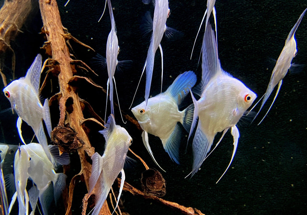 Sealpoint-Skalar 'Platinum' -  Pterophyllum scalare