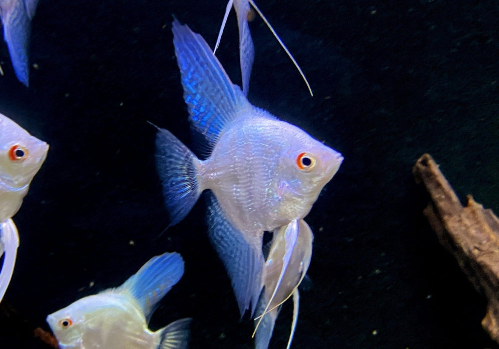 Sealpoint-Skalar 'Platinum' -  Pterophyllum scalare