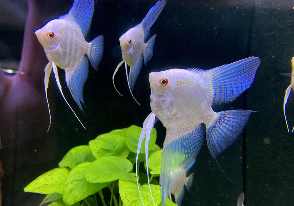 Sealpoint-Skalar 'Platinum' -  Pterophyllum scalare