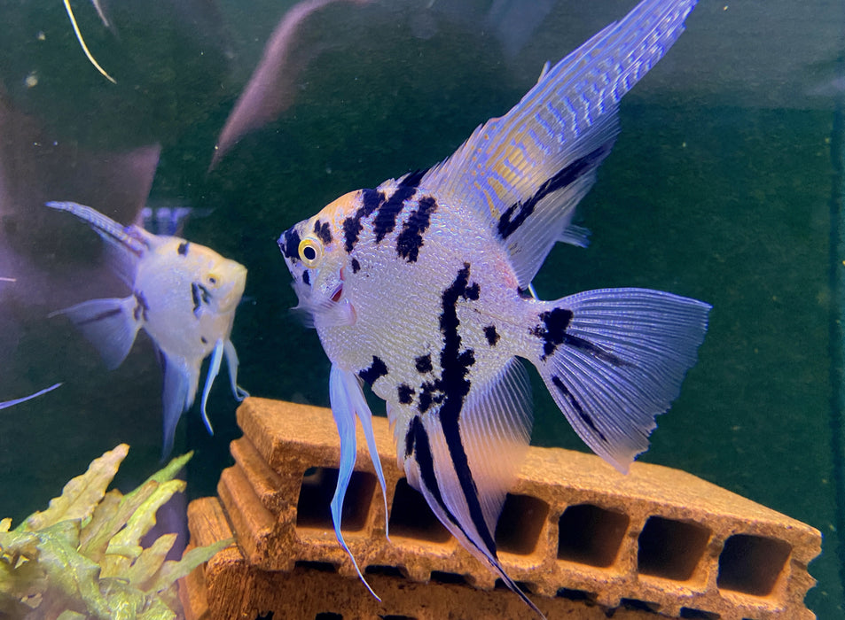 Showsize - Marble Diamond Skalar - Pterophyllum scalare