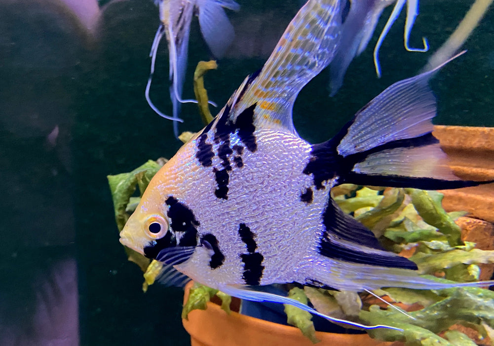 Showsize - Marble Diamond Skalar - Pterophyllum scalare