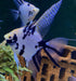 Showsize - Marble Diamond Skalar - Pterophyllum scalare
