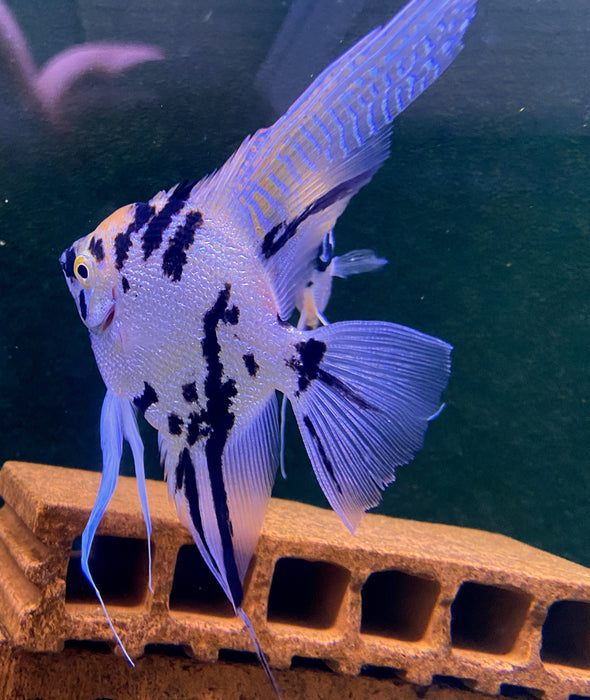 Showsize - Marble Diamond Skalar - Pterophyllum scalare