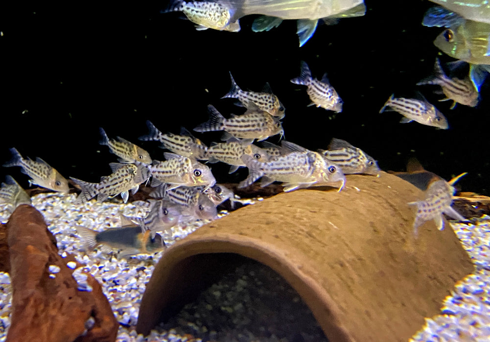 Silberstreifen-Panzerwels - Brochis (Corydoras) agassizii