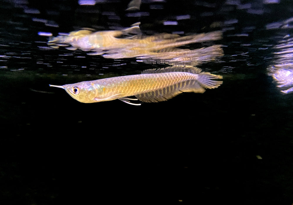Silbergabelbart (M) - Silver Arowana - Osteoglossum bicirrhosum