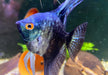 Skalar Green marble - Pterophyllum scalare