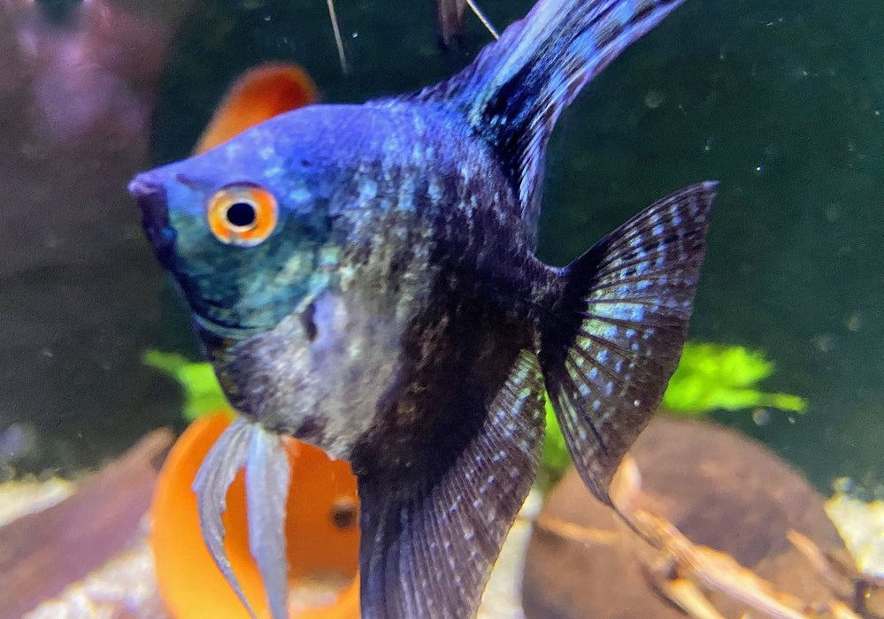 Skalar Green marble - Pterophyllum scalare