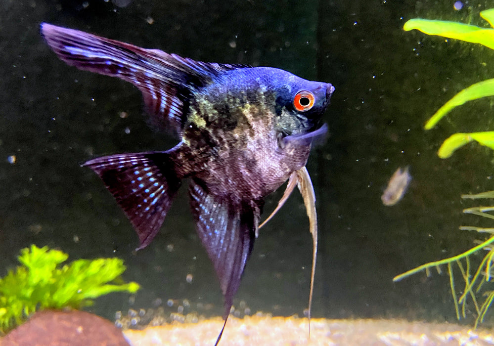 Skalar Green marble - Pterophyllum scalare