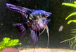 Skalar Green marble - Pterophyllum scalare