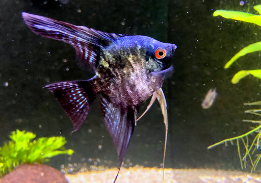 Skalar Green marble - Pterophyllum scalare