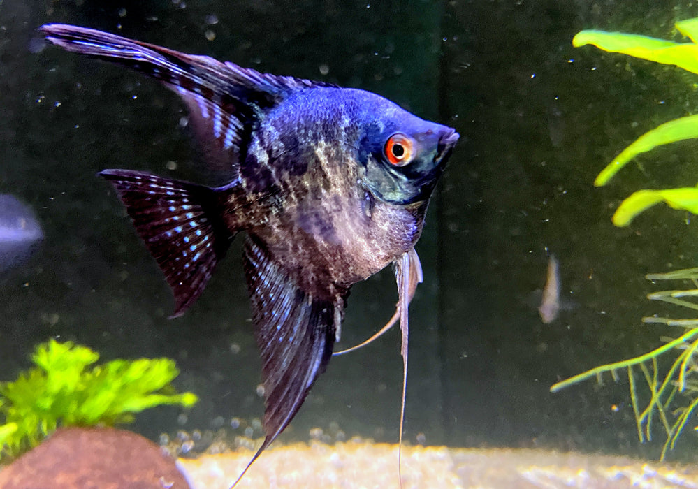 Skalar Green marble - Pterophyllum scalare