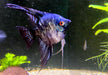 Skalar Green marble - Pterophyllum scalare