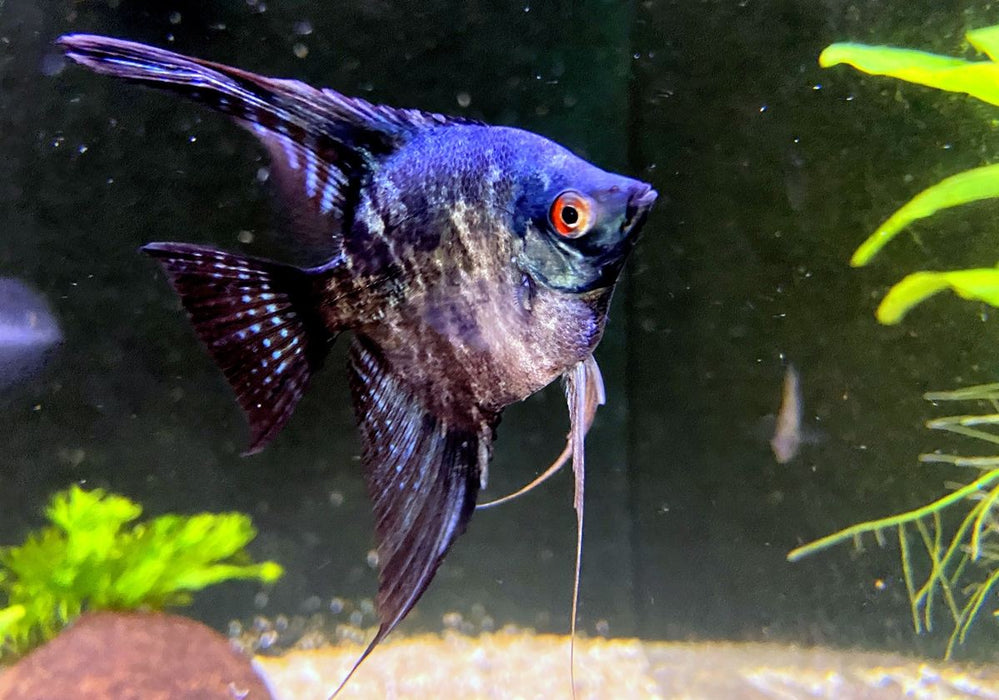 Skalar Green marble - Pterophyllum scalare