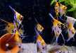 Skalar KOI Super Orange - Pterophyllum scalare