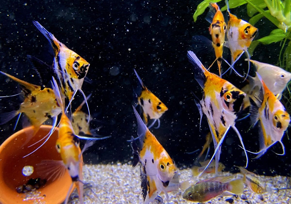 Skalar KOI Super Orange - Pterophyllum scalare