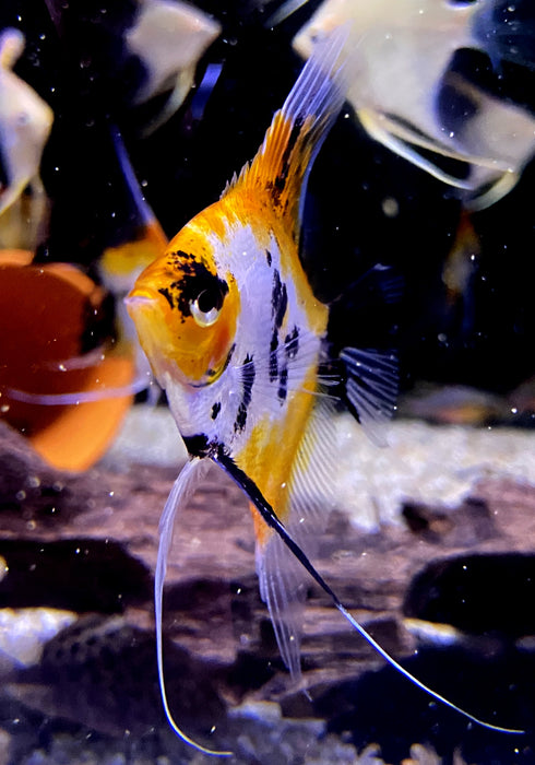 Skalar KOI Super Orange - Pterophyllum scalare