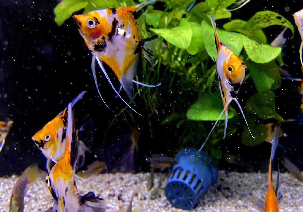 Skalar KOI Super Orange - Pterophyllum scalare