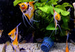 Skalar KOI Super Orange - Pterophyllum scalare