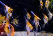 Skalar KOI Super Orange - Pterophyllum scalare