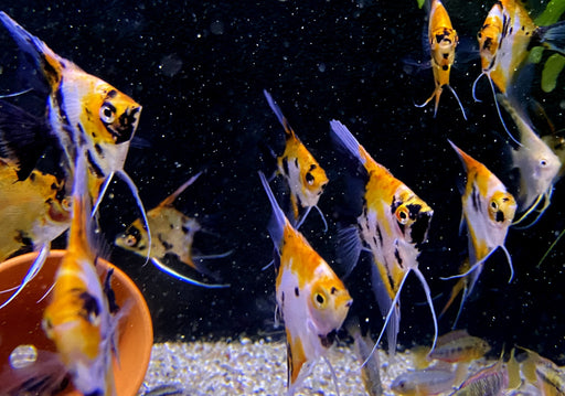 Skalar KOI Super Orange - Pterophyllum scalare