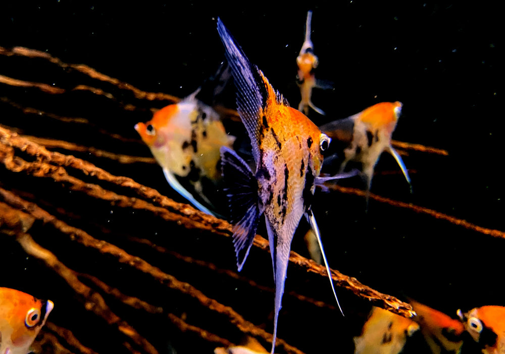 Skalar RED DEVIL - Pterophyllum scalare