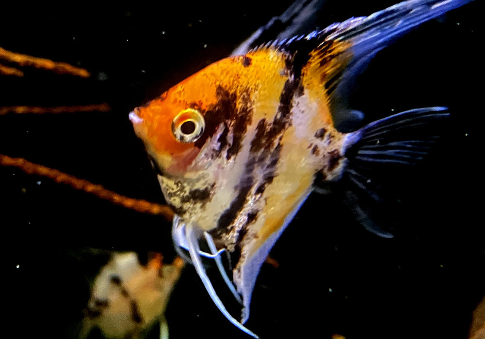 Skalar RED DEVIL - Pterophyllum scalare