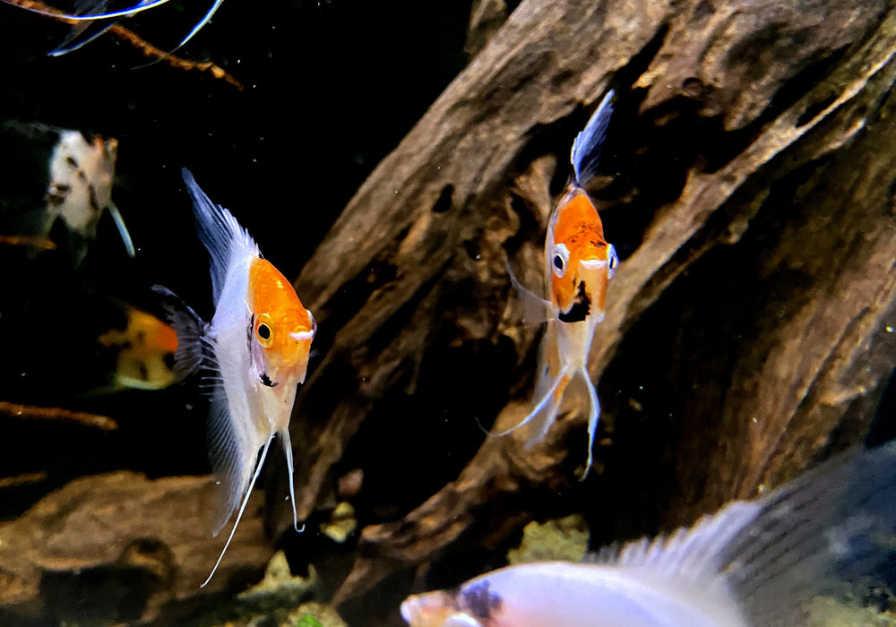 Skalar RED DEVIL - Pterophyllum scalare