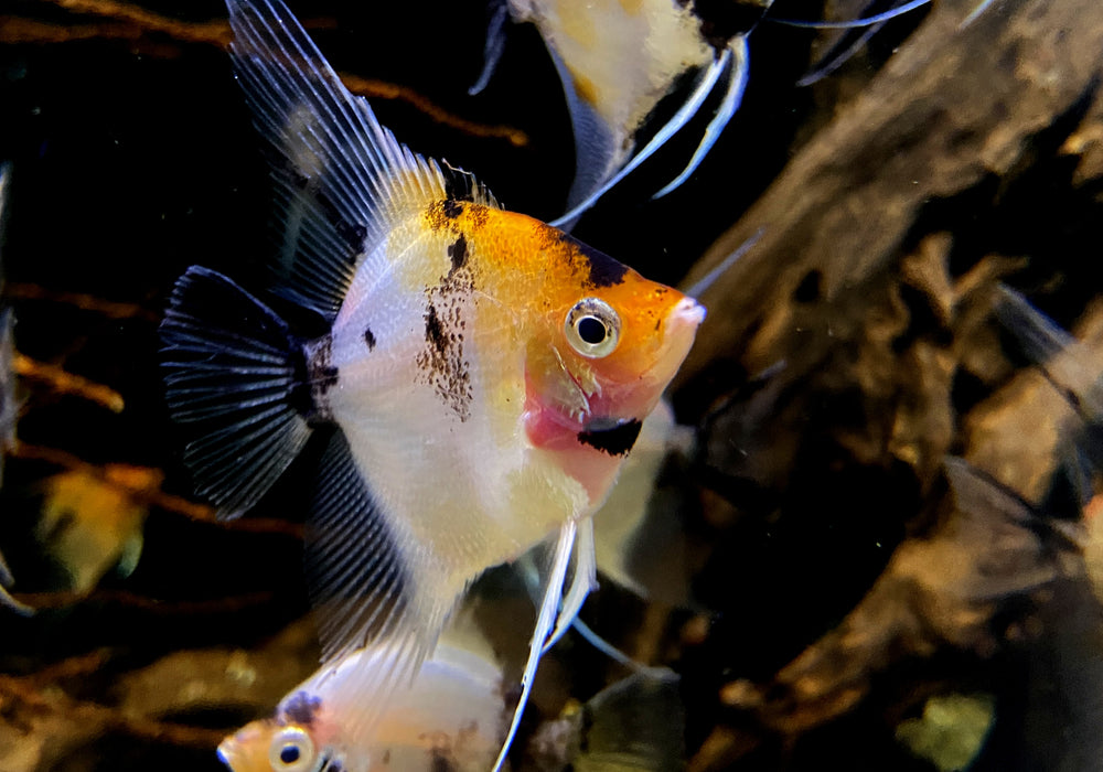 Skalar RED DEVIL - Pterophyllum scalare