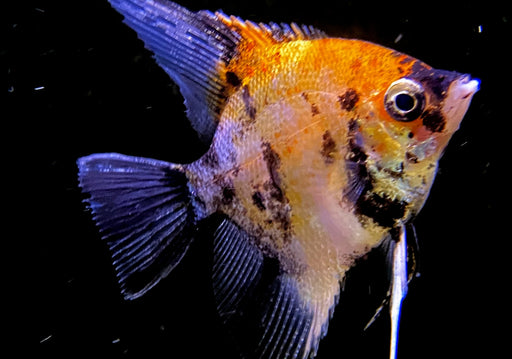 Skalar RED DEVIL - Pterophyllum scalare