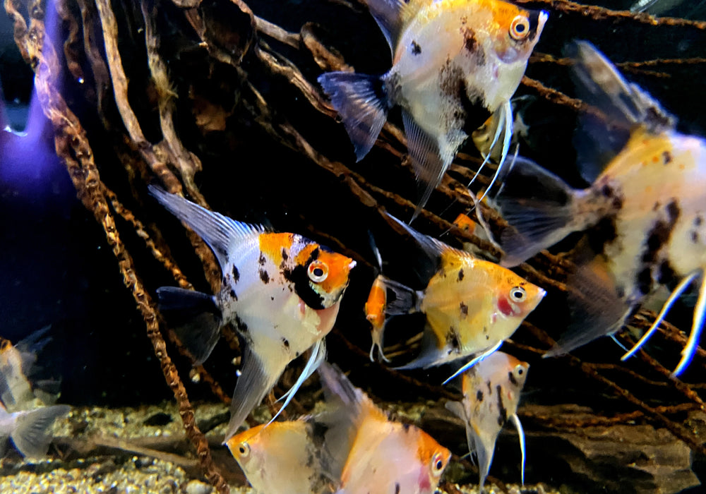 Skalar RED DEVIL - Pterophyllum scalare