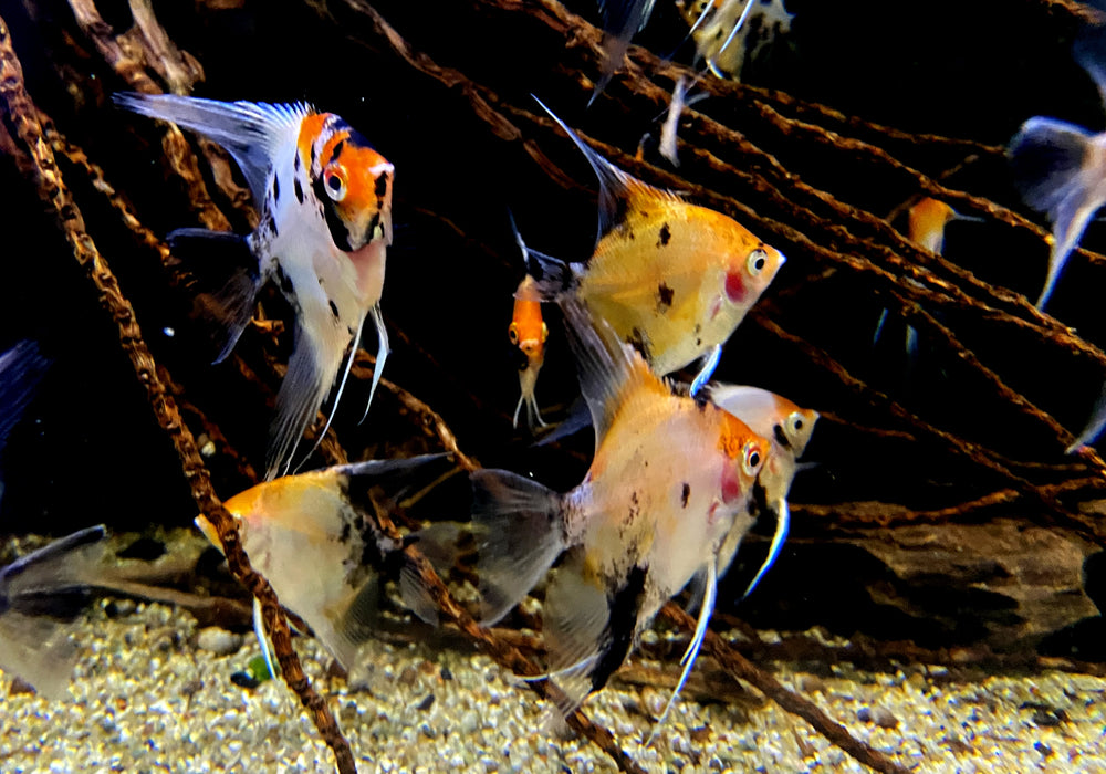 Skalar RED DEVIL - Pterophyllum scalare