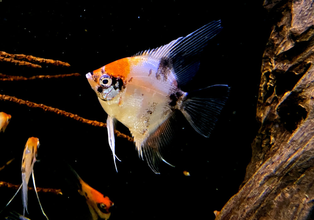 Skalar RED DEVIL - Pterophyllum scalare