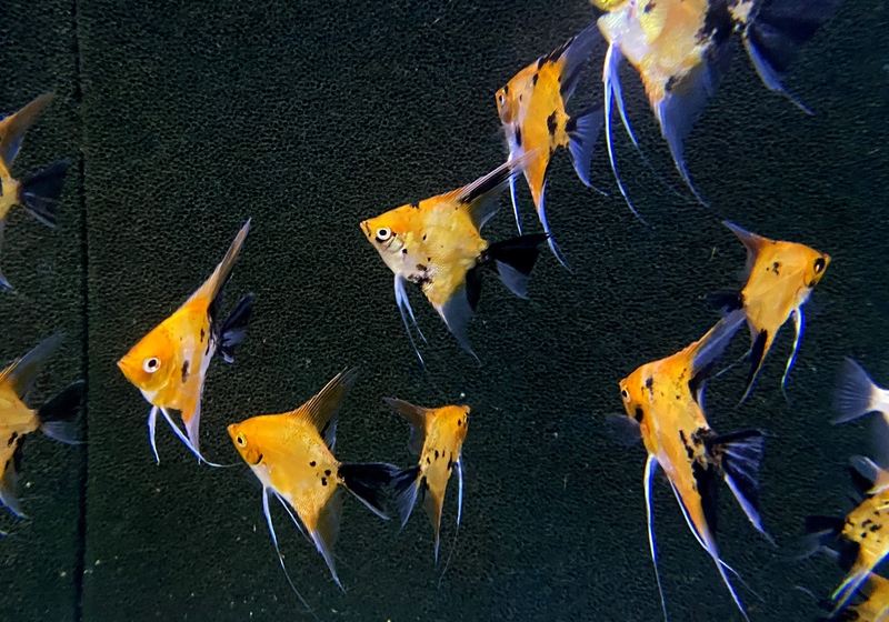 NEU - Skalar "SUPER RED DEVIL" - Pterophyllum scalare