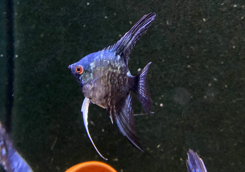 Skalar "Green marble" - Pterophyllum scalare