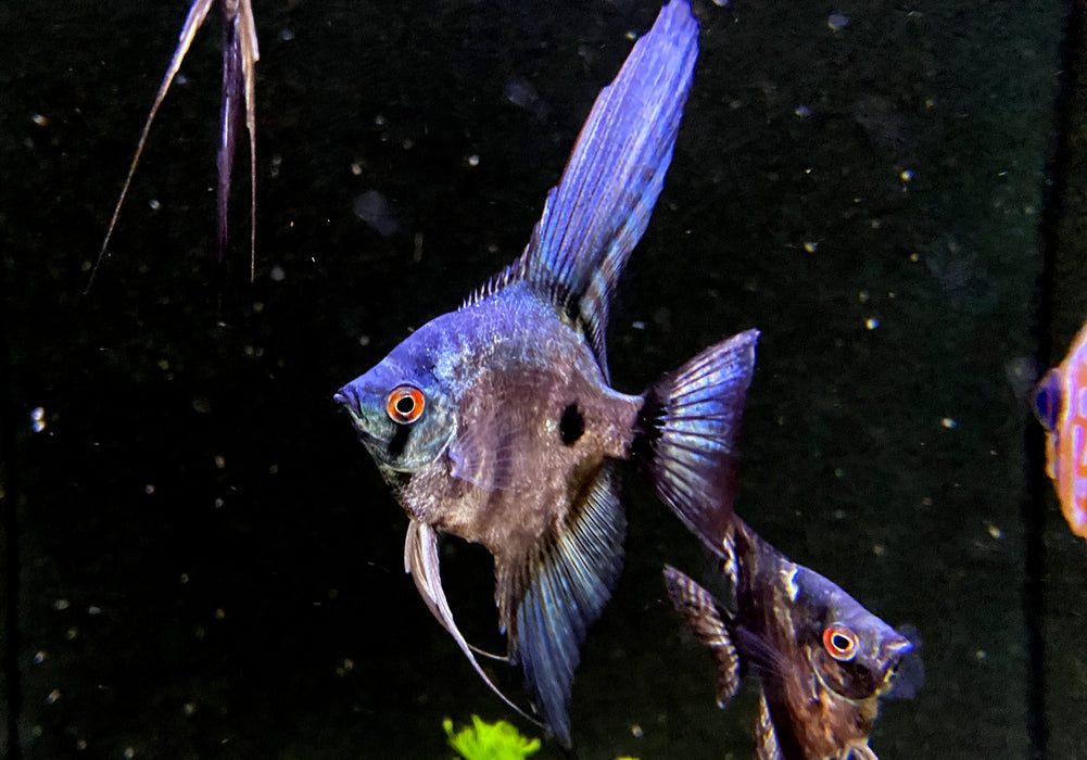 Skalar "Green marble" - Pterophyllum scalare