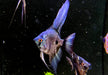 Skalar "Green marble" - Pterophyllum scalare