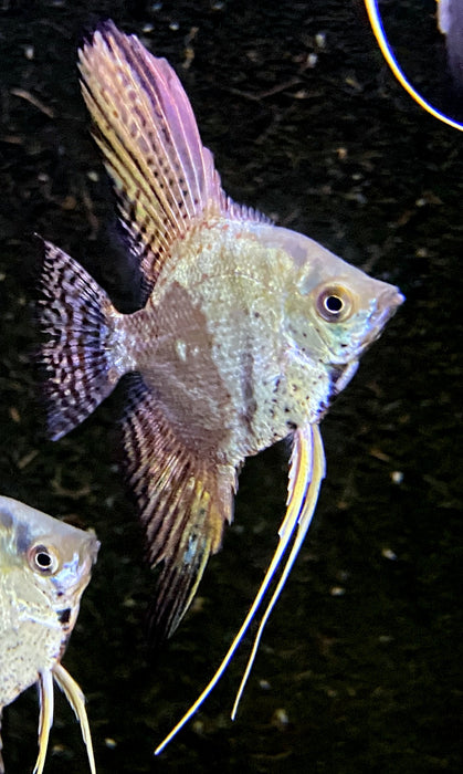 Skalar 'blue chocolate' - Pterophyllum scalare