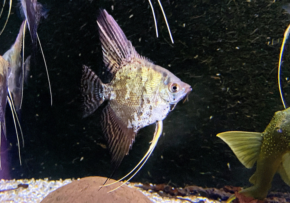 Skalar 'blue chocolate' - Pterophyllum scalare